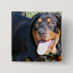 Badge Carré 5 Cm Pin amical de rottweiler
