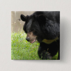 Badge Carré 5 Cm Pin asiatique d'ours noir