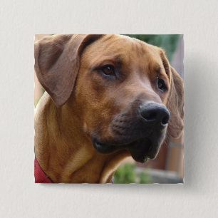 Badge Carré 5 Cm Pin carré de Rhodesian Ridgeback