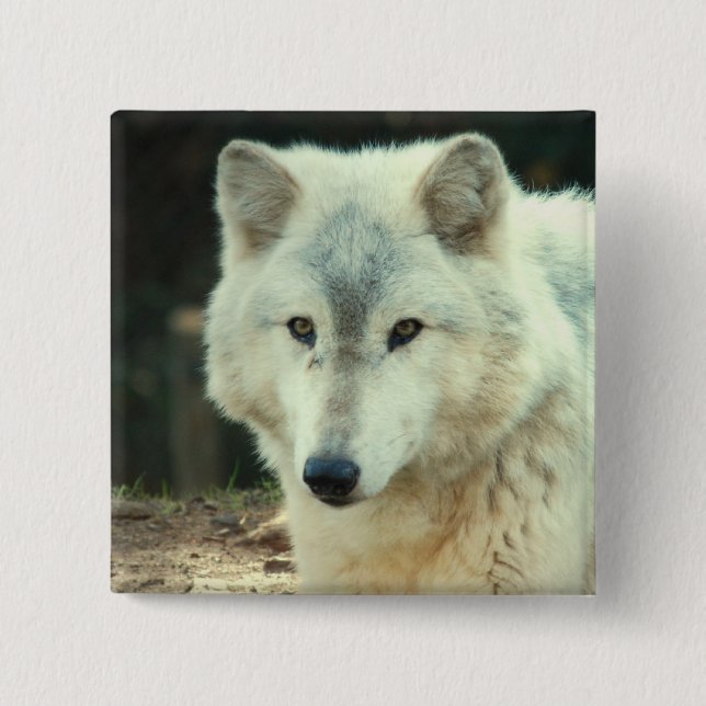 Badge Carré 5 Cm Pin de carré de loup gris (Devant)