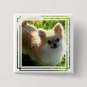 Badge Carré 5 Cm Pin de chiots de Pomeranian