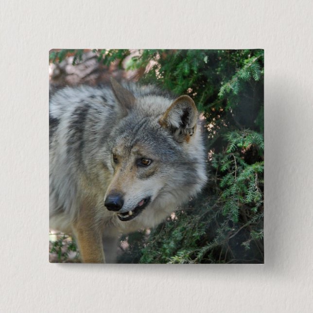 Badge Carré 5 Cm Pin de égrappage de loup (Devant)