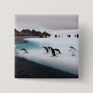 Badge Carré 5 Cm Pingouins