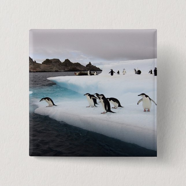 Badge Carré 5 Cm Pingouins (Devant)