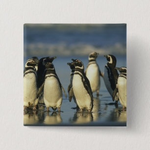 Badge Carré 5 Cm Pingouins magellaniques, Spheniscus
