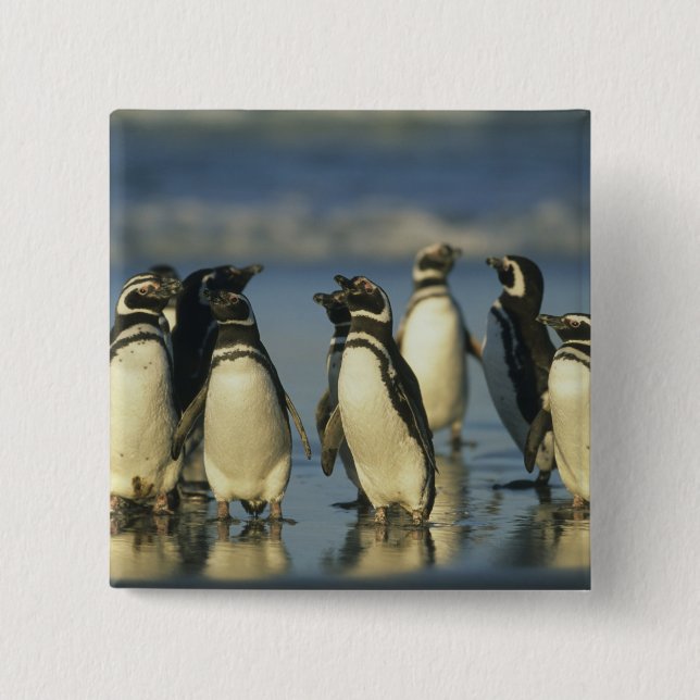 Badge Carré 5 Cm Pingouins magellaniques, Spheniscus (Devant)