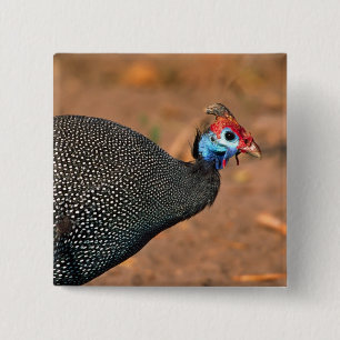 Badge Carré 5 Cm Pintade huppée (Numida meleagris). Afrique,