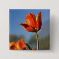 Plan rapproché des fleurs de tulipe
