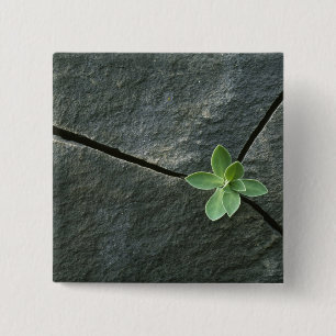 Badge Carré 5 Cm Plante s'élevant à Boulder criqué