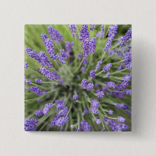 Badge Carré 5 Cm plantes de lavande