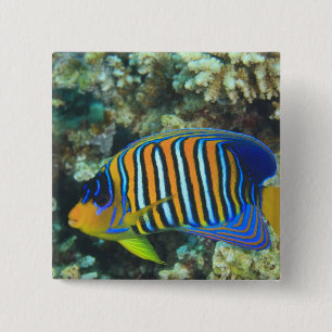 Badge Carré 5 Cm Poisson-ange royal juvénile Pygoplites