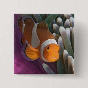 Badge Carré 5 Cm Poisson clown occidental