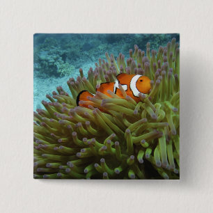 Badge Carré 5 Cm Poisson-clown occidental (Amphiprion ocellaris)