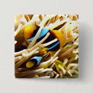 Badge Carré 5 Cm Poissons de clown