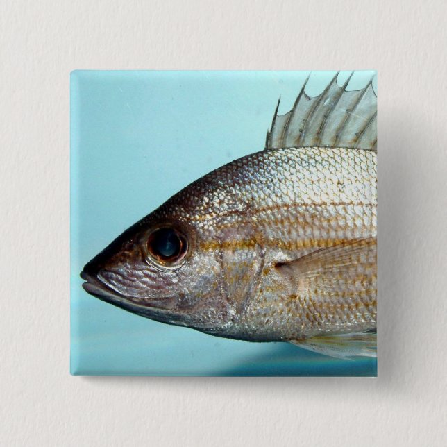 Badge Carré 5 Cm Poissons de grognement (Devant)