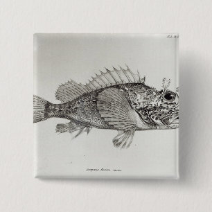 Badge Carré 5 Cm Poissons de scorpion