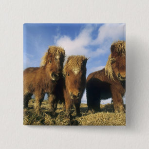 Badge Carré 5 Cm Poney Shetland, Shetland continentale,