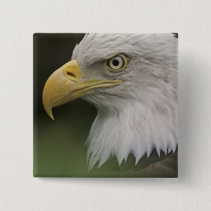 Badge Carré 5 Cm Portrait d'aigle royal adulte, Haliaeetus