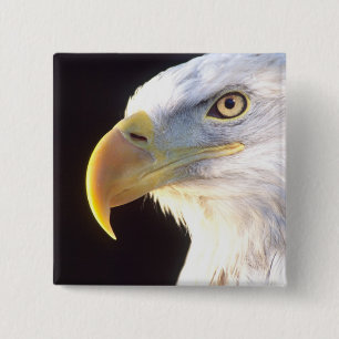 Badge Carré 5 Cm Portrait d'aigle royal, Haliaeetus leucocephalus,