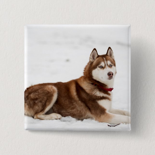 Badge Carré 5 Cm Portrait de Cute Siberian Husky (Devant)