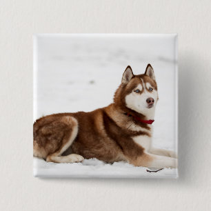 Badge Carré 5 Cm Portrait de Cute Sibérien Husky