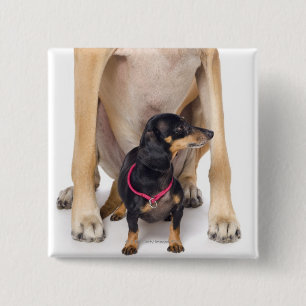 Badge Carré 5 Cm Portrait de great dane et de teckel