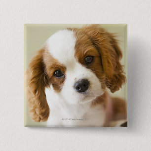Badge Carré 5 Cm Portrait d'un chiot d'épagneul du Roi Charles
