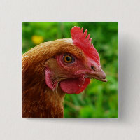 Poule de rouge d'île de Rhode