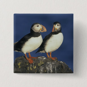 Badge Carré 5 Cm Puffin de l'Atlantique