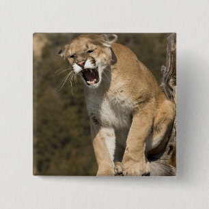 Badge Carré 5 Cm Puma ou lion de montagne, puma concolor, En captiv