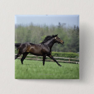 Badge Carré 5 Cm Pur sangs de cheval, Wassl 1988,