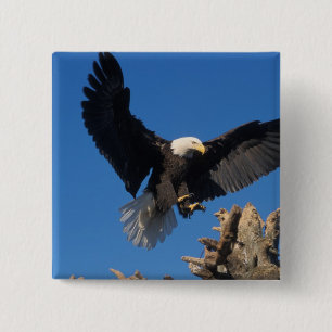 Badge Carré 5 Cm pygargue à tête blanche, Haliaeetus leuccocephalus