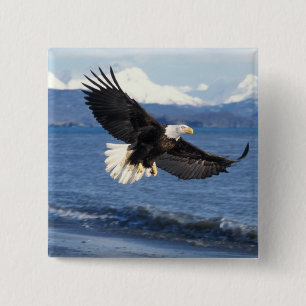Badge Carré 5 Cm pygargue à tête blanche, Haliaeetus leuccocephalus