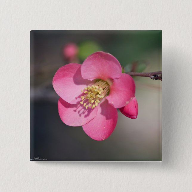 Badge Carré 5 Cm Quince à fleurs rose parfaite (Devant)
