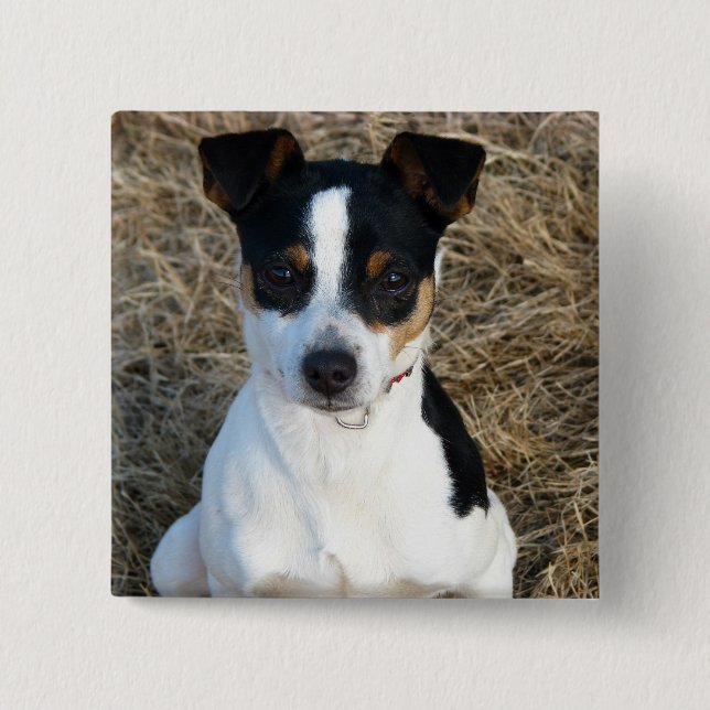 Badge Carré 5 Cm Rat Terrier (Devant)