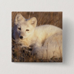 Badge Carré 5 Cm renard arctique, Alopex lagopus