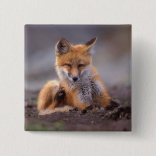 Badge Carré 5 Cm renard roux, Vulpes vulpes, petit se grattant,