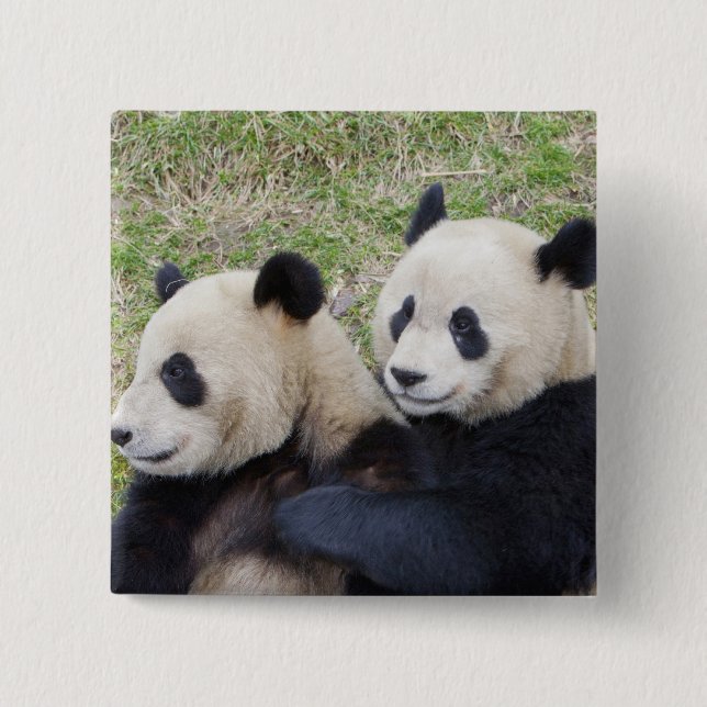 Badge Carré 5 Cm Réserve de Wolong, Chine, Panda géant embrassant (Devant)