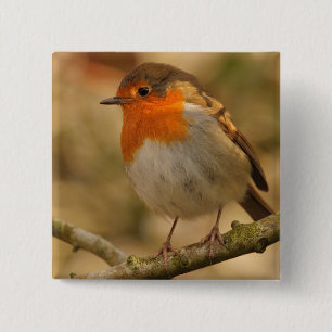 Badge Carré 5 Cm Robin en soleil