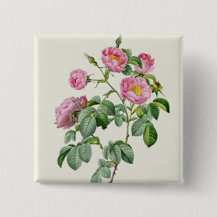 Badge Carré 5 Cm Rosa Mollissima, des 'roses de Les