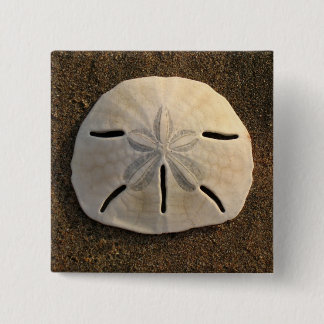 Badge Carré 5 Cm Sable Dollar Coquille photo Bouton photo Pièces pe
