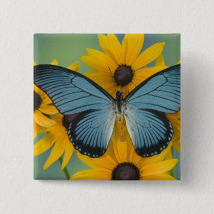 Badge Carré 5 Cm Sammamish Washington Photographie de Papillon