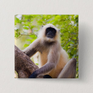 Badge Carré 5 Cm Singe dans la jungle du parc national de Ranthambo