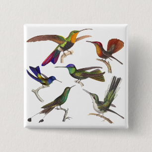 Badge Carré 5 Cm Six colibris différents - leçon de Rene Primever