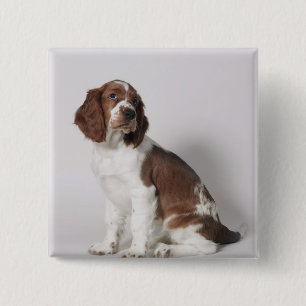 Badge Carré 5 Cm Springer spaniel