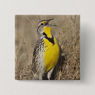 Badge Carré 5 Cm Sturnelle de l'Ouest (Strunella neglecta)