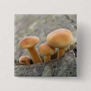 Badge Carré 5 Cm Tabourets sur un bouton Tronc Arbre