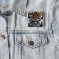 Tête et visage de tigre