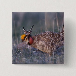 Badge Carré 5 Cm Tétras des prairies, Tympanuchus