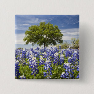 Badge Carré 5 Cm Texas bluebonnets (lupinus texensis) et chêne